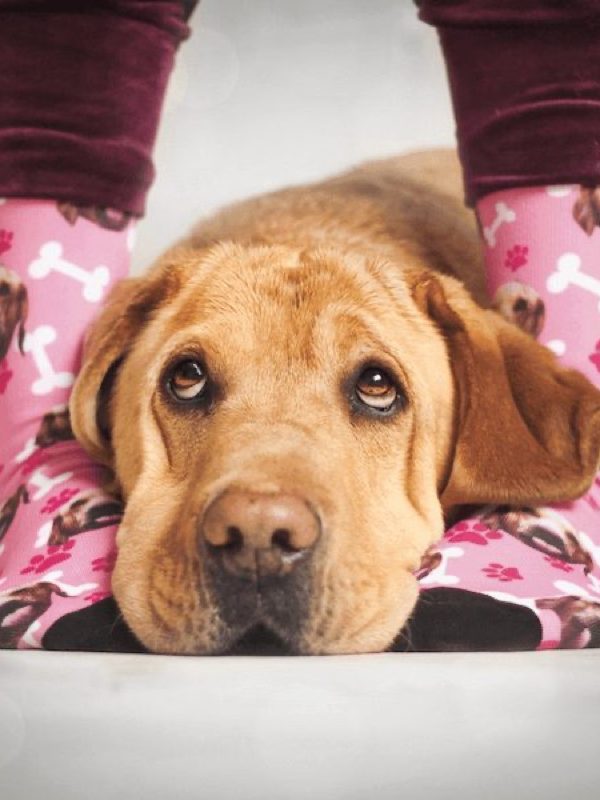 Hund liegt auf Füßen in pinken Socken mit seinem Gesicht