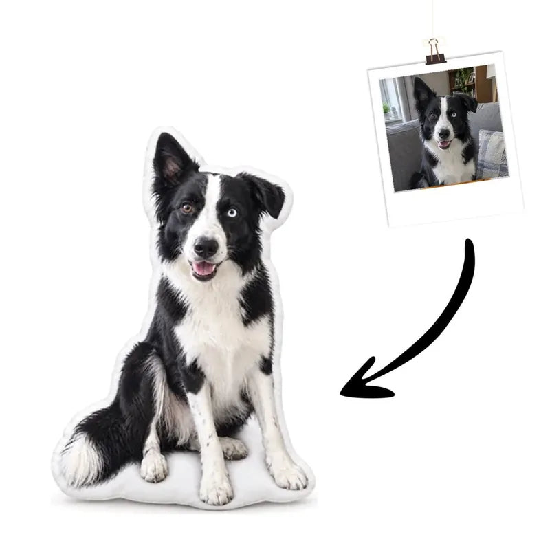 Hundekissen Echtes Foto