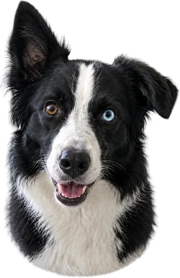 Der Kopf des Hundes, von Hand freigestellt