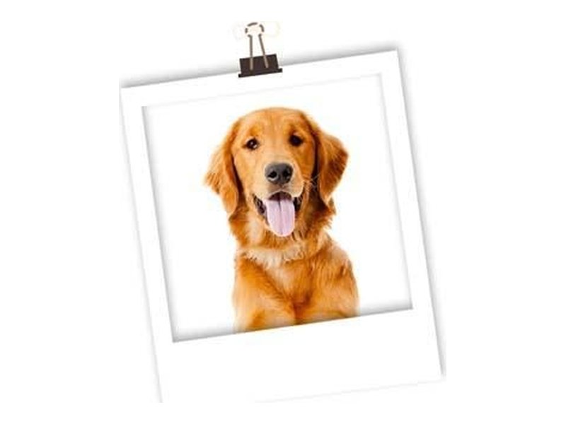 Foto eines Golden Retrievers